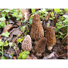 Мицелий Сморчка высокого (Morchella elata)